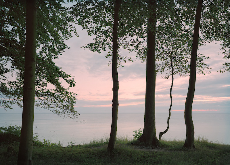 Bäume am Meer VI (Morgengrauen)